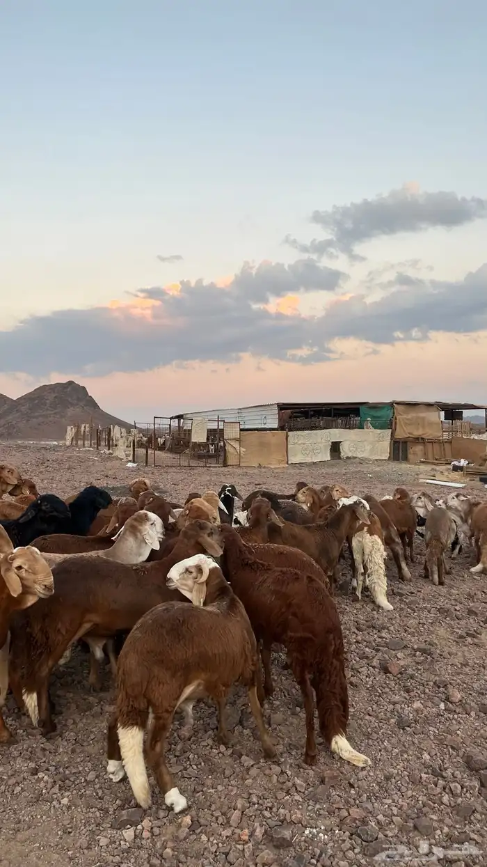 طليان سواكن حمري جادعان مرابى شرط مناسبات زواجات 19