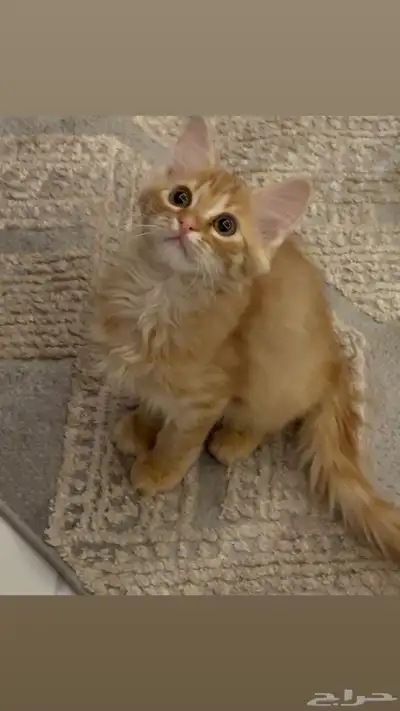 بسه ذكر عمره 3 شهور يحب يلعب مجانا index