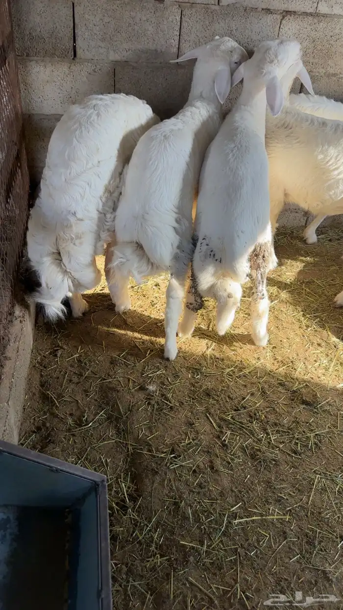 هرافى حريه طيبه 1