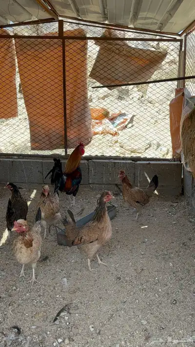 دجاج عربي افرق index