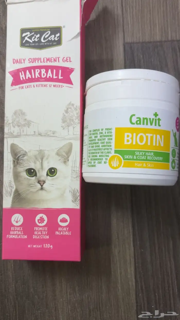 قط سكوتش فولد ذكر 3