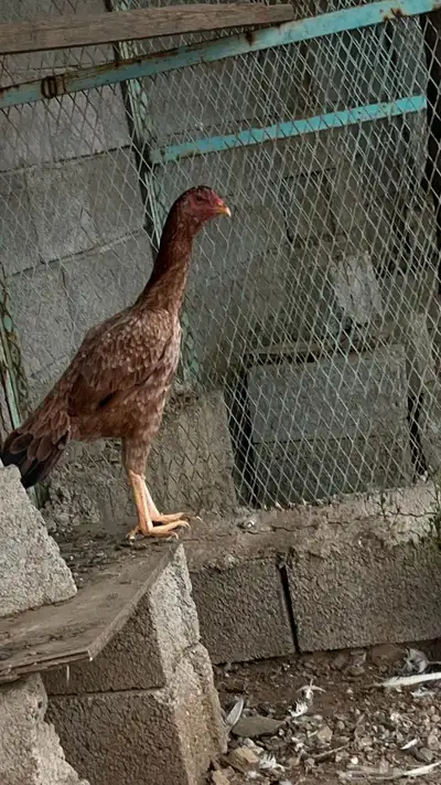 زوج سندي index