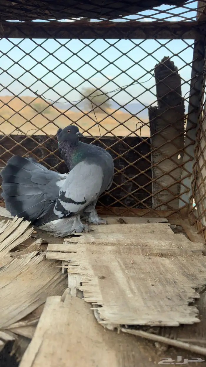 للبيع رقاص هندي 4