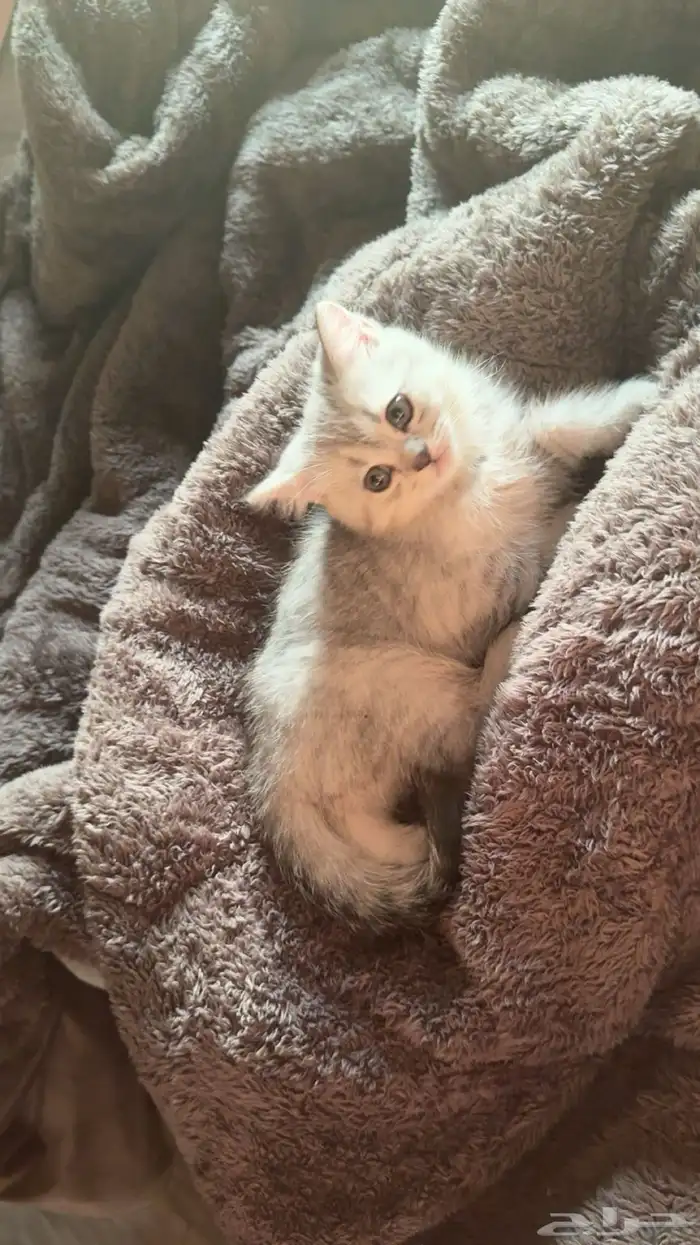 قط سكوتش فولد للبيع 400 ريال 0