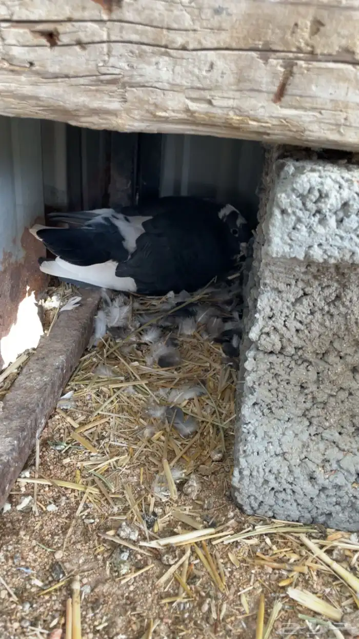 ماشاءالله تبارك الله للبيع قطايف معاريف 5