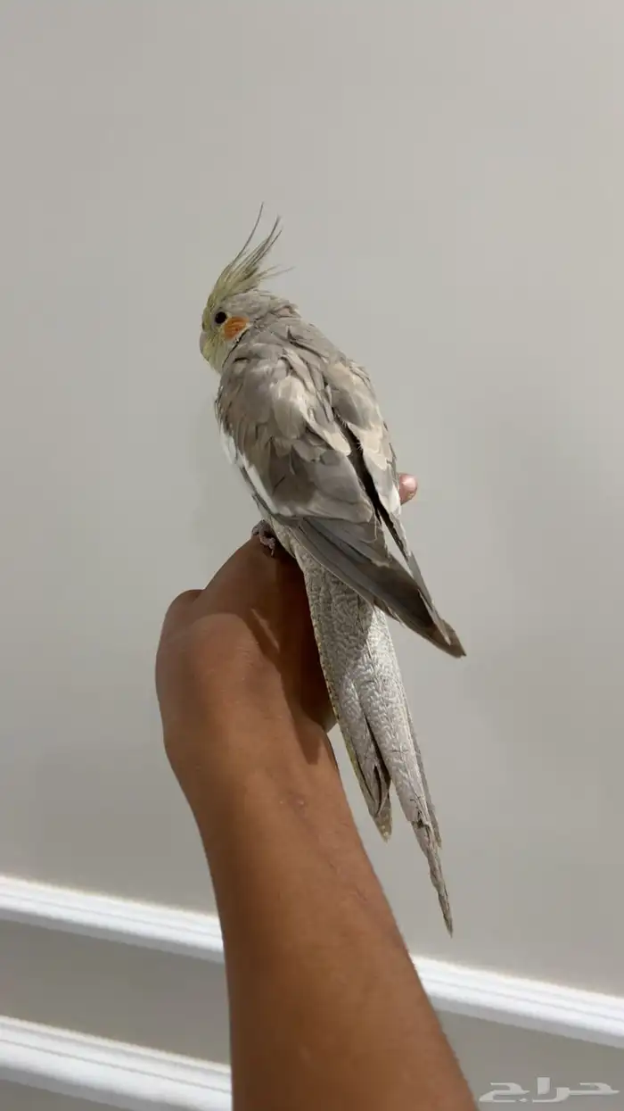 كروان اليف وهدد نشبه شرط 3