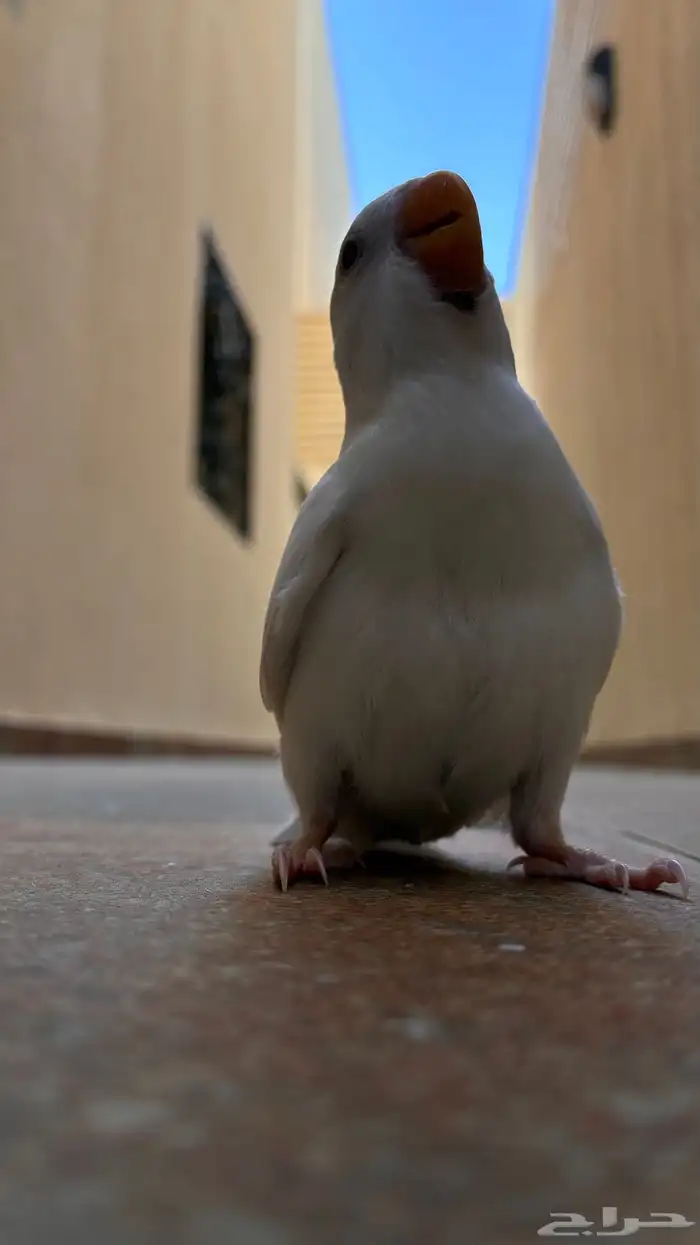 يا جماعة الخير انا عندي طير مفقود في حي الياسمين 1