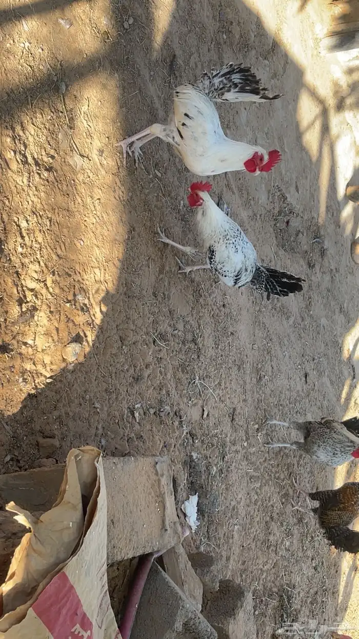 ديوك فيومي. و بلدي 10