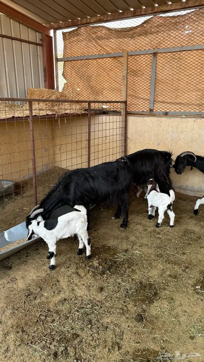 معزاء مواليد 4 تحتها 7 2