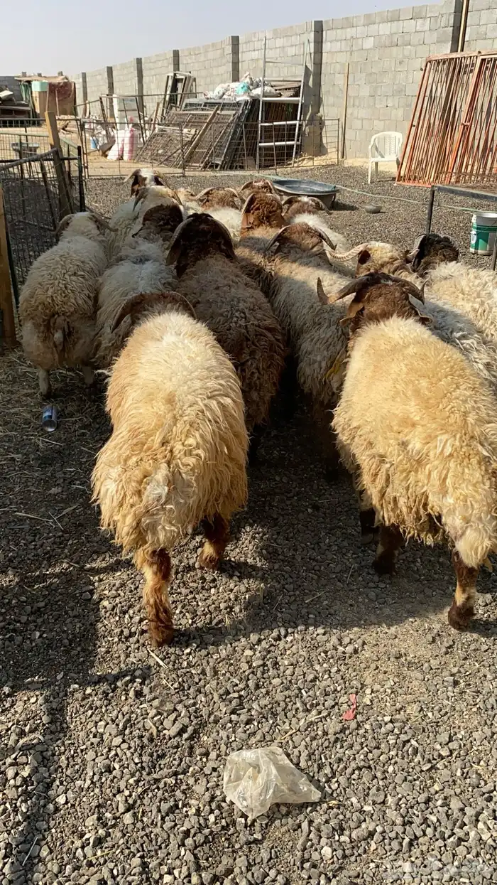 طليان نعيمي جبر ناهي 15