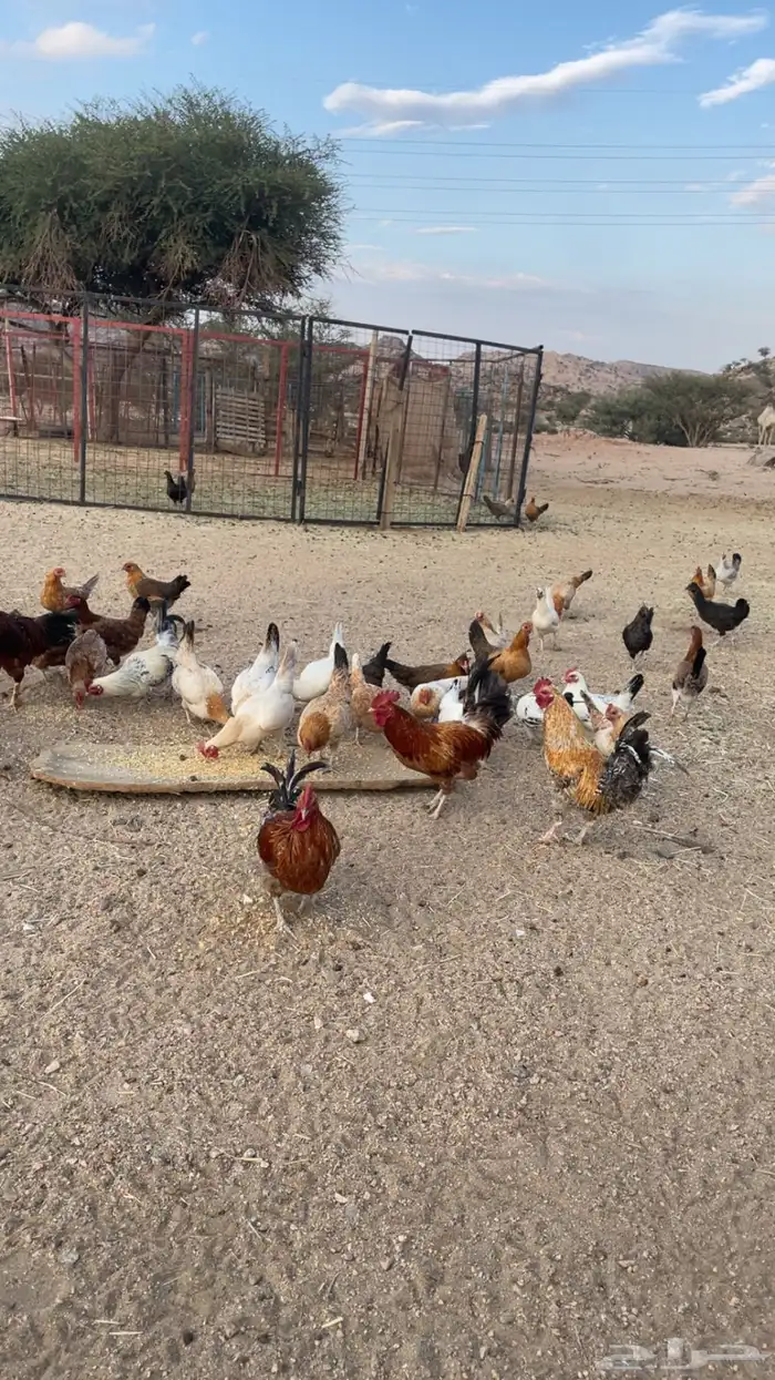 دجاج بري بياض 9