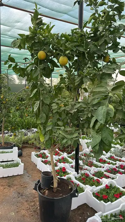 ليمون برتقال يوسفندي ترنج index