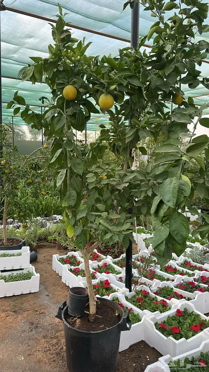 ليمون برتقال يوسفندي ترنج 4