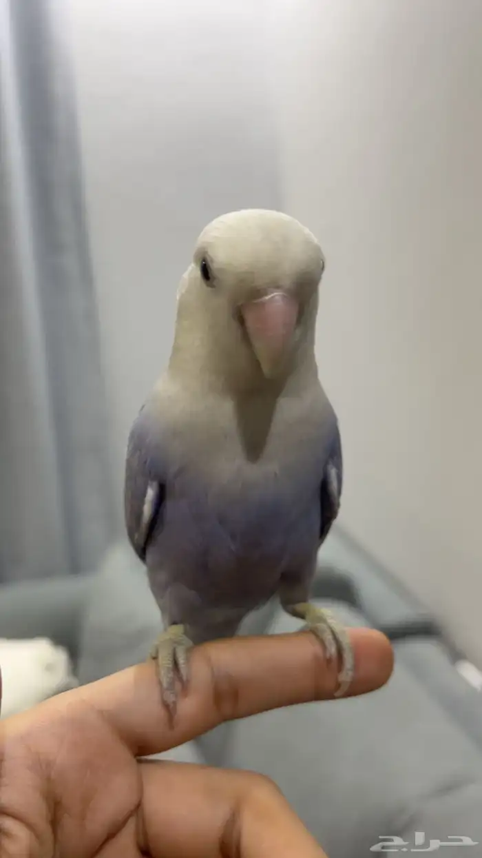 للبيع زوز تربيه يبي تزاوج 5