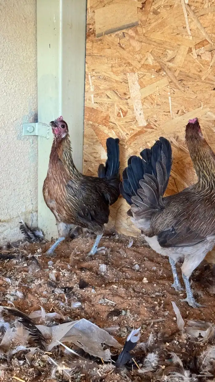 دجاج عربي ترثه اصيل فري 86