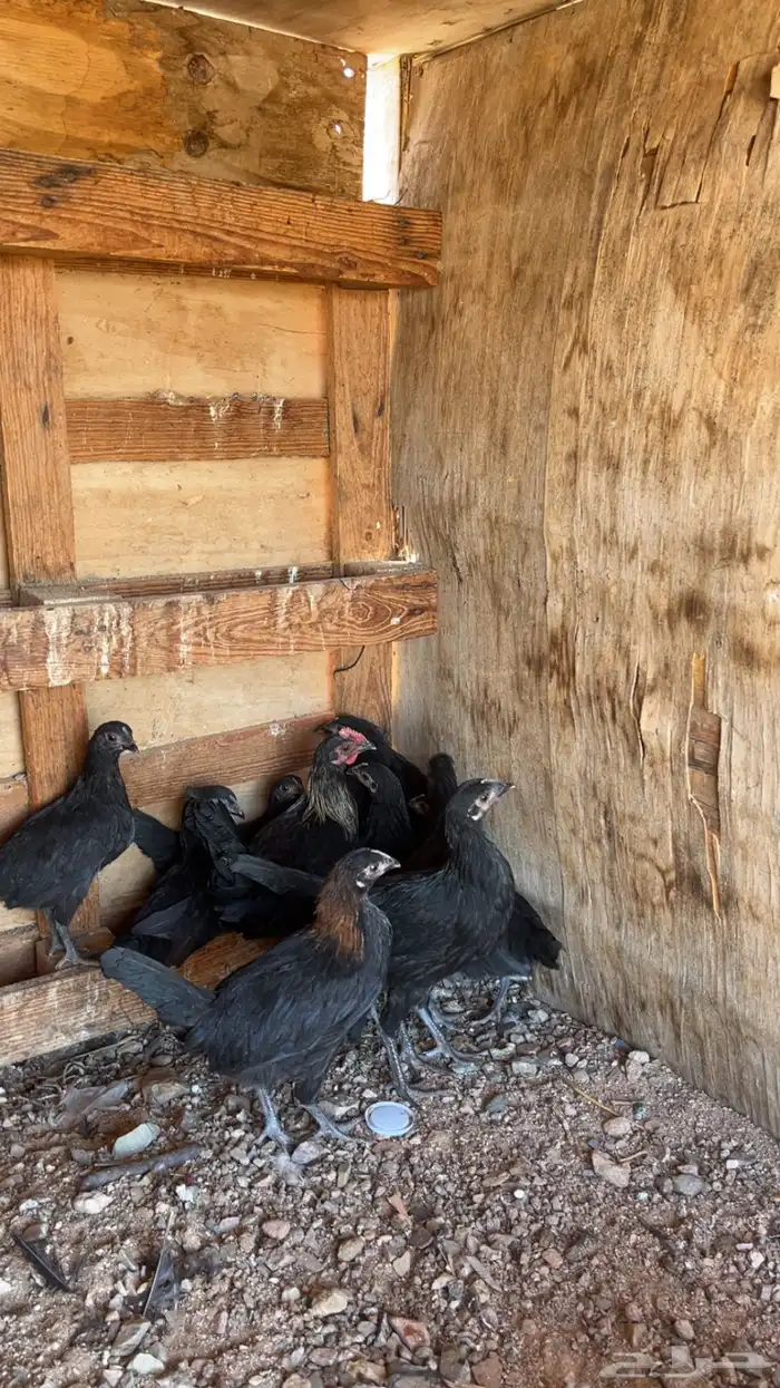 دجاج بلدي صك 2