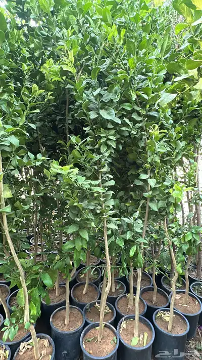 ليمون برتقال يوسفندي ترنج index