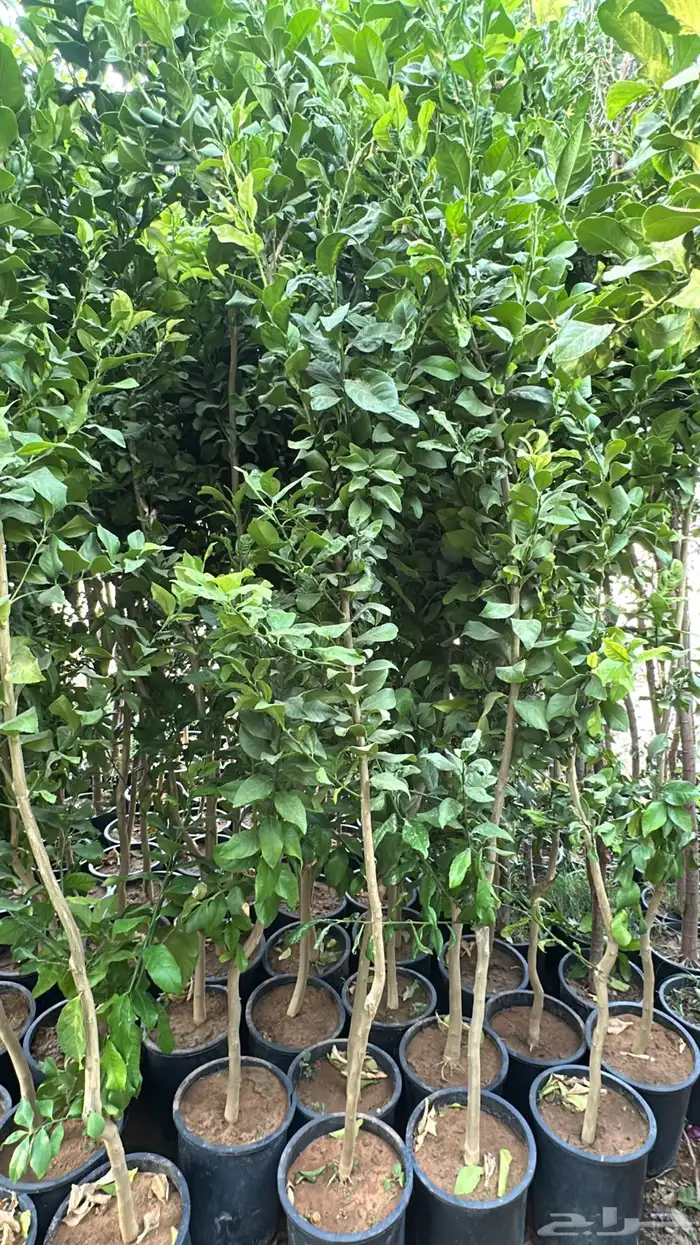 ليمون برتقال يوسفندي ترنج 7