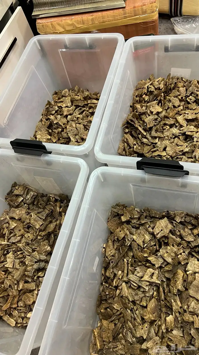 عود كينام بسعر الجملة 2