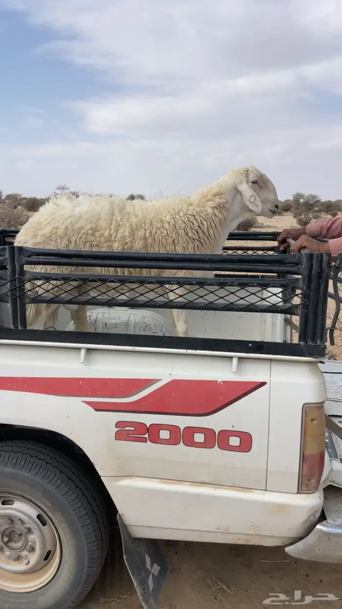 للبيع ثني من حلال مطر زايد ولد مربك 0