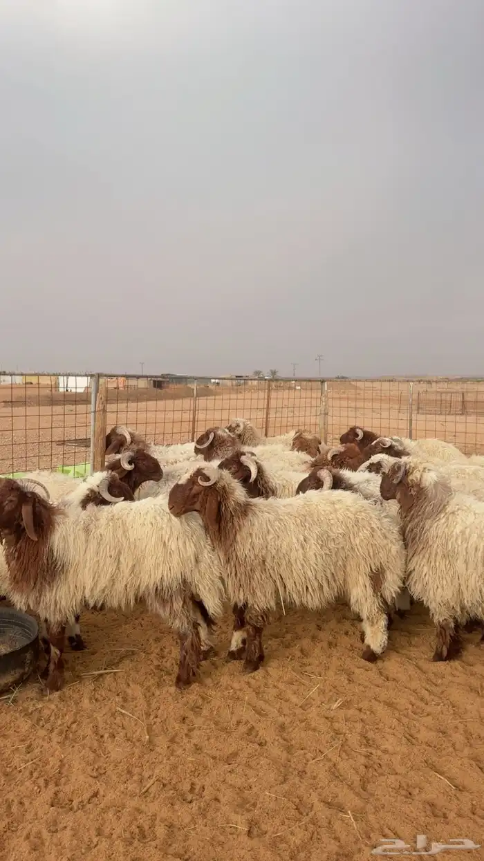 خرفان نعيم بلدي جبر وفاخر العدد 24 ( بريدة) 6