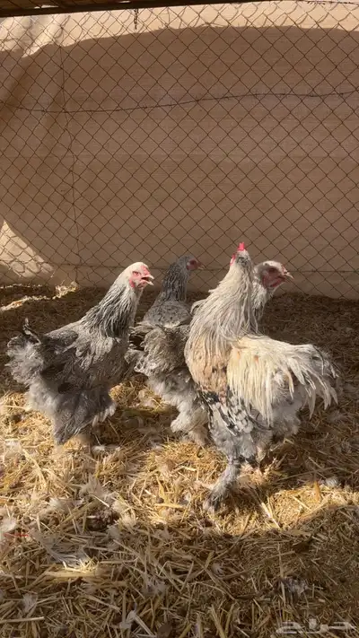 دجاج براهما بياض index