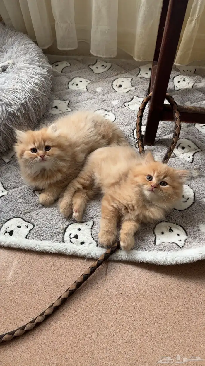 للبيع الواحد ب500 عمرهم شهرين 0