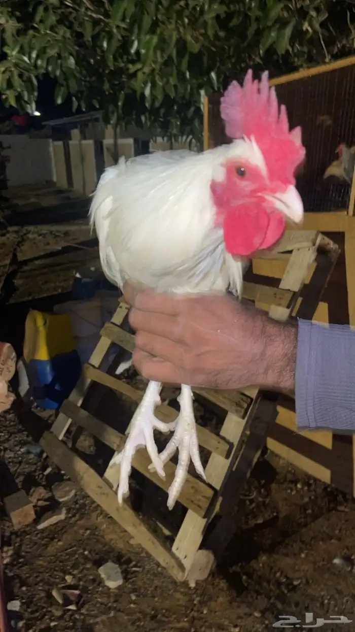 ديوك فيومي. و بلدي 12