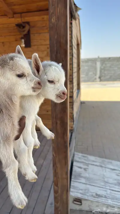 ماعز قزم معرف index