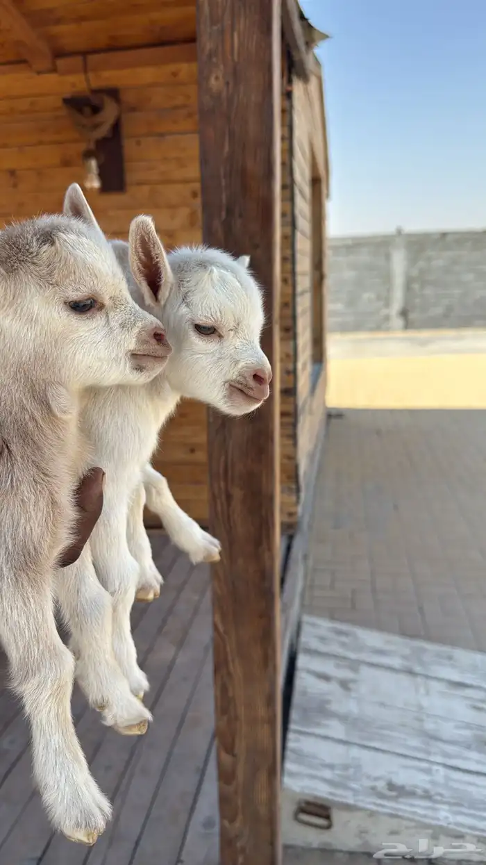 ماعز قزم معرف 2