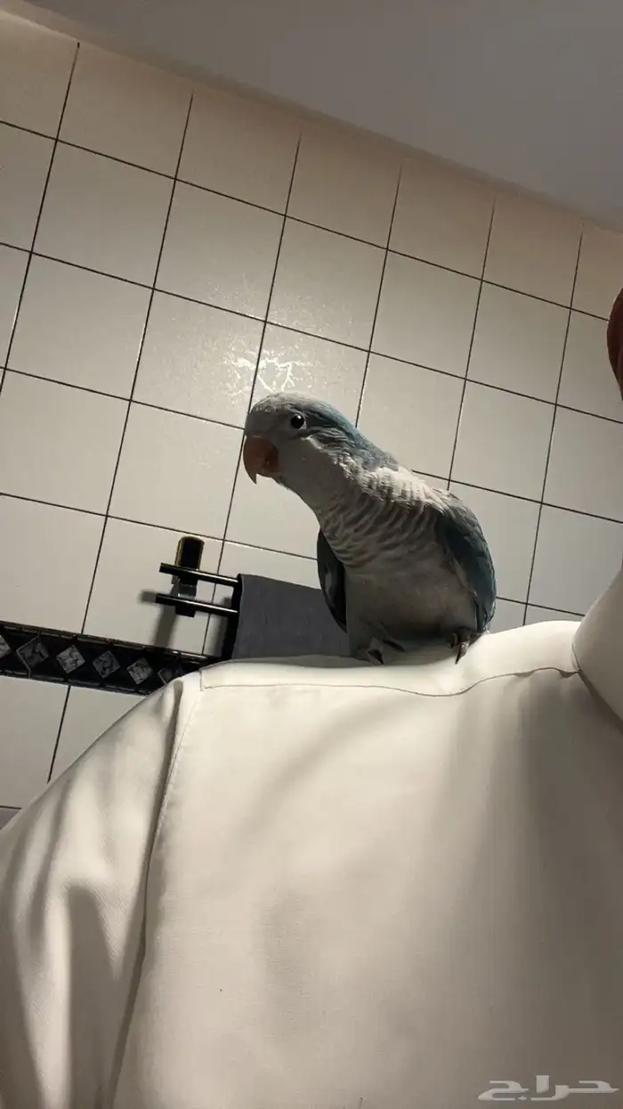 كويكر الراهب ازرق هدد وولافه وتربيه 2