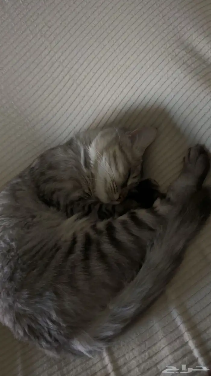 قط شيرازي تبني 1