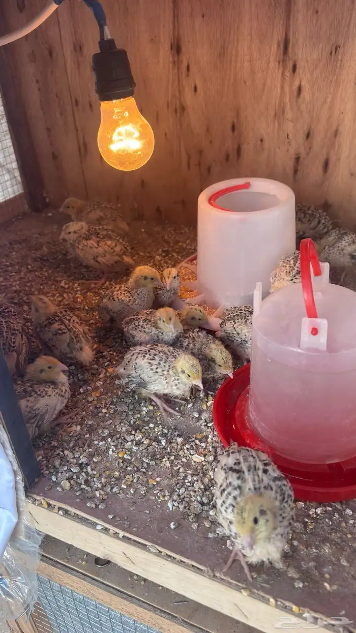 صيصان سمان العدد 20لون واحد 1