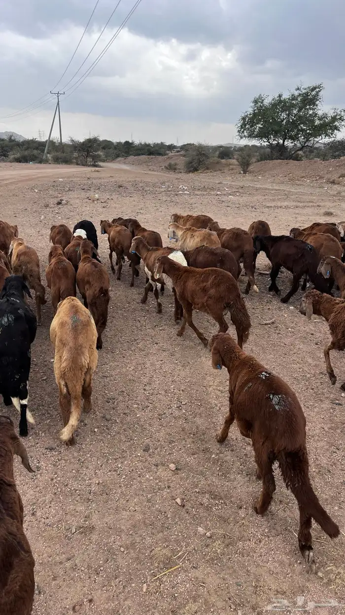 طليان سواكن حمري 4