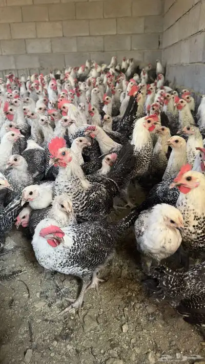 ديكة فيومي index