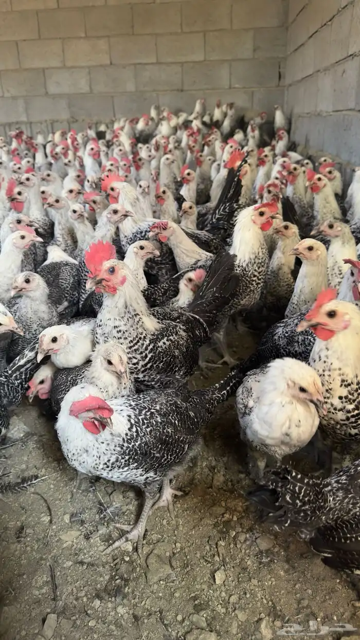 ديكة فيومي 2