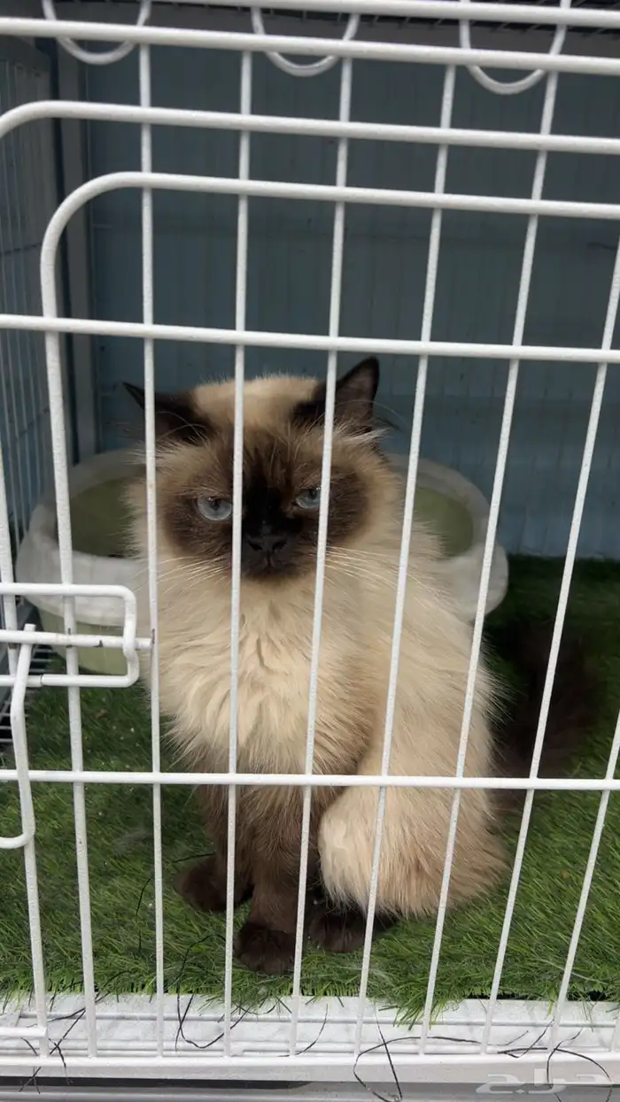 بسه هملايا للبيع 0