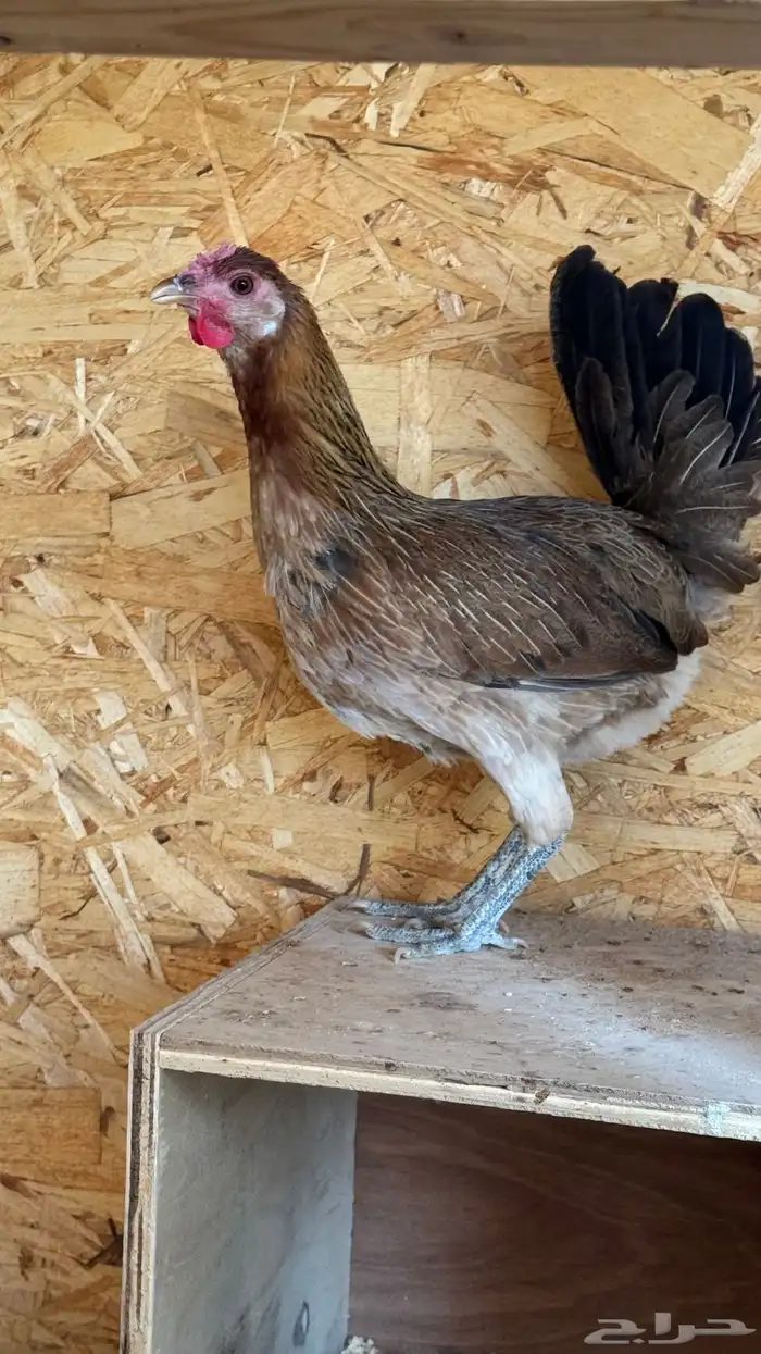 دجاج عربي ترثه اصيل فري 81