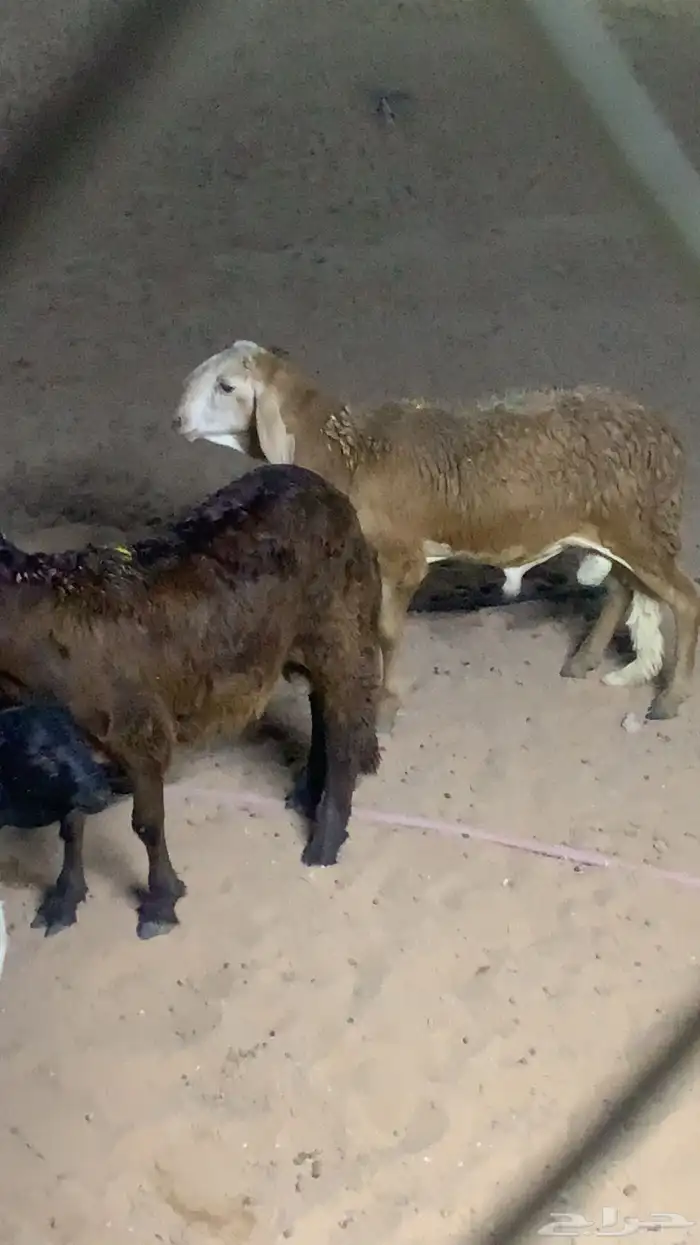 للبيع سواكن وتيوس وبرابر شرط مرابي 8