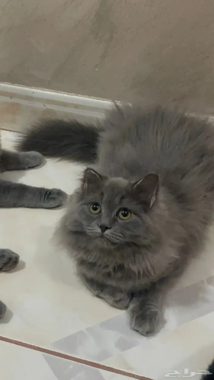 لتبني قطة مكس شيرازي و سكوتش 2