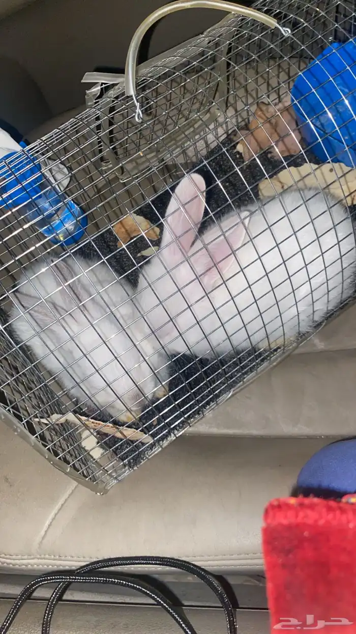 ارانب للبيع 2