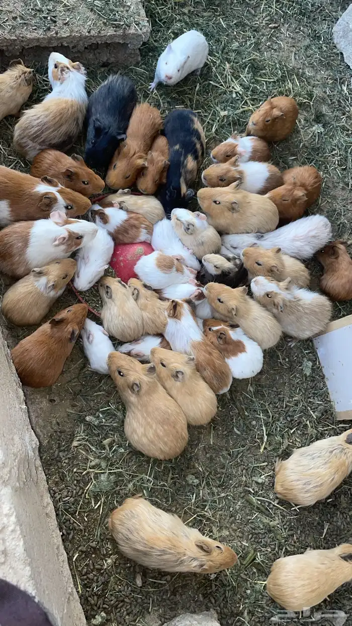 وبران بلدي 1