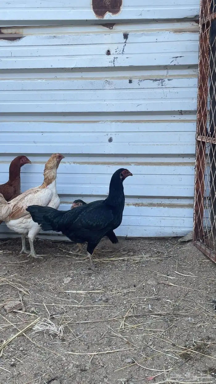 دجاج للبيع 1