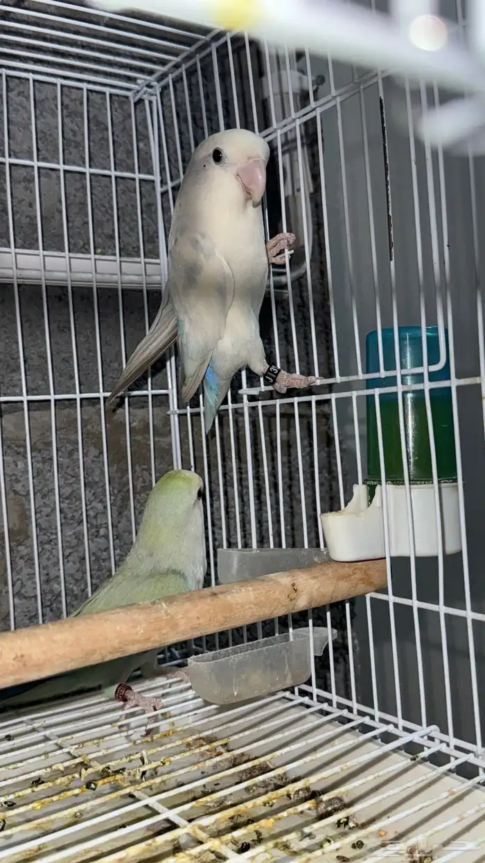 زوج روز منتج ابرق و أكوا تفاحي 5