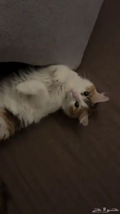 قطه لتبني index