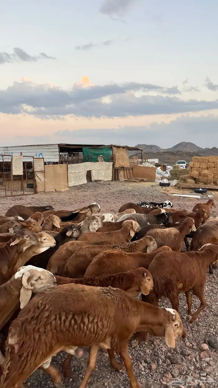 طليان سواكن حمري جادعان مرابى شرط مناسبات زواجات 3