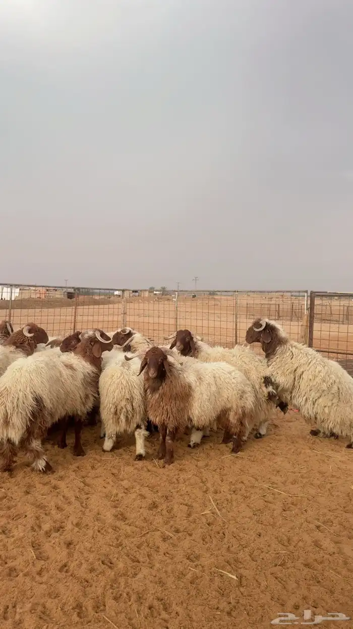 خرفان نعيم بلدي جبر وفاخر العدد 24 ( بريدة) 2