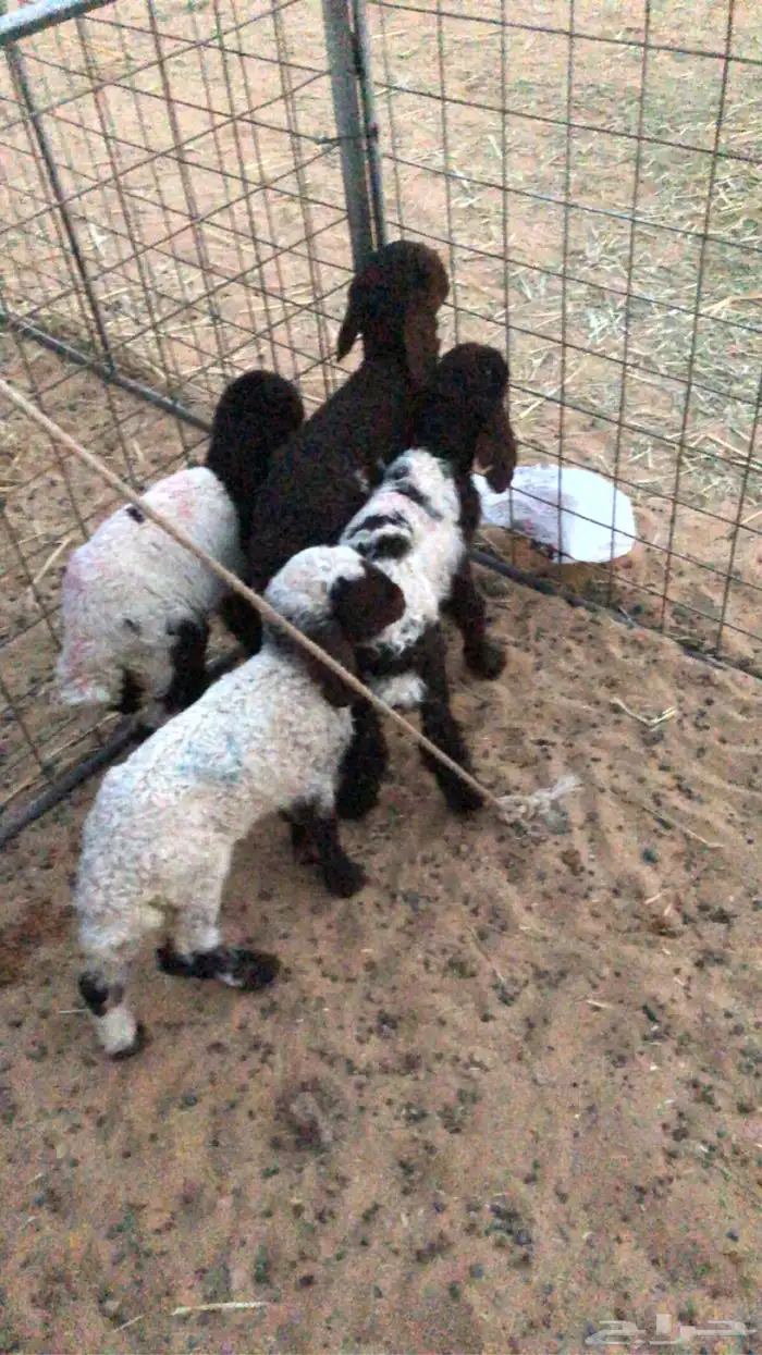 دواغير نعيمي عدد 4 1