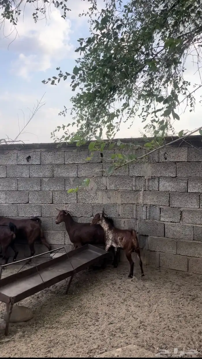 غنم دهم. معزا دهم 0