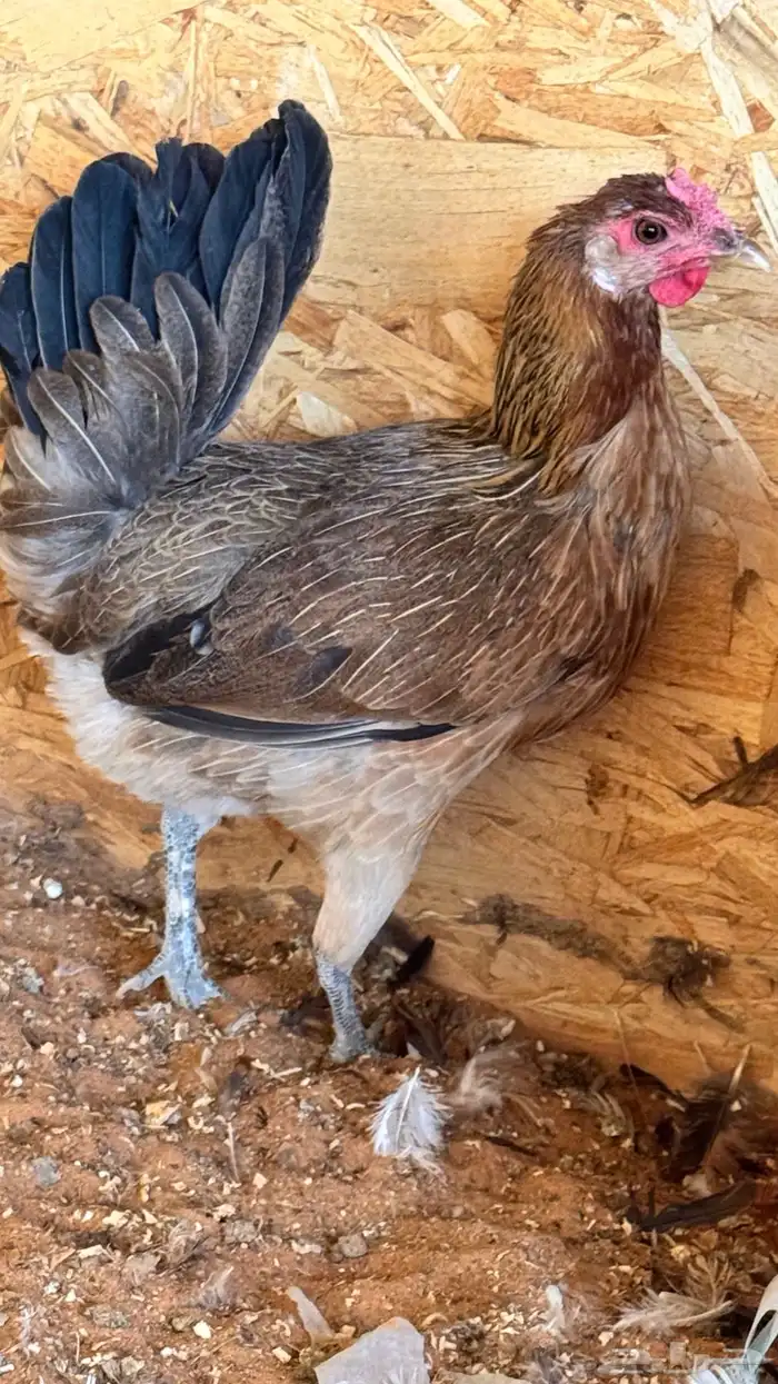 دجاج عربي ترثه اصيل فري 66